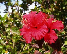 �w�Z�ƃr�[�`�̊ԂɗL�铹�ɍ炢�Ă��A�n�C�r�X�J�X